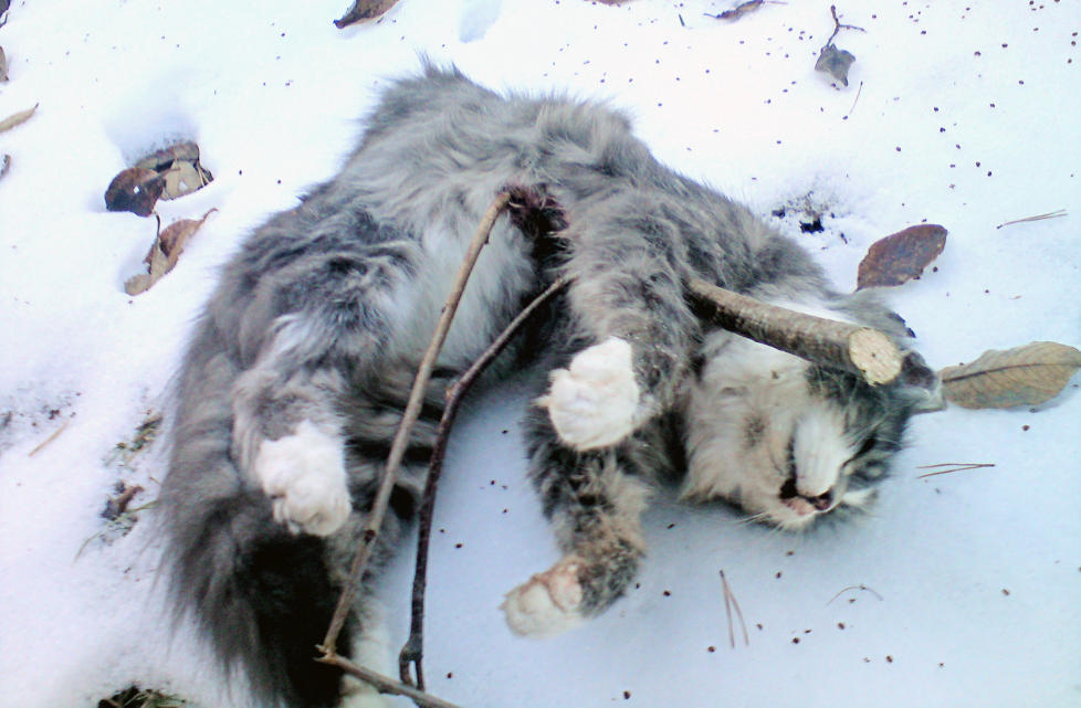 BESTIALSK: Jonas Skinderhaugs to�rige hunnkatt var mishandlet og drept p� grusomste vis; noen hadde kj�rt ei sv�r grein inn i magen hennes, slik at den nesten kom ut gjennom ryggen. Foto: Privat