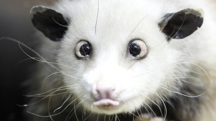 Foto: Sebastian Willnow/AP/Scanpix