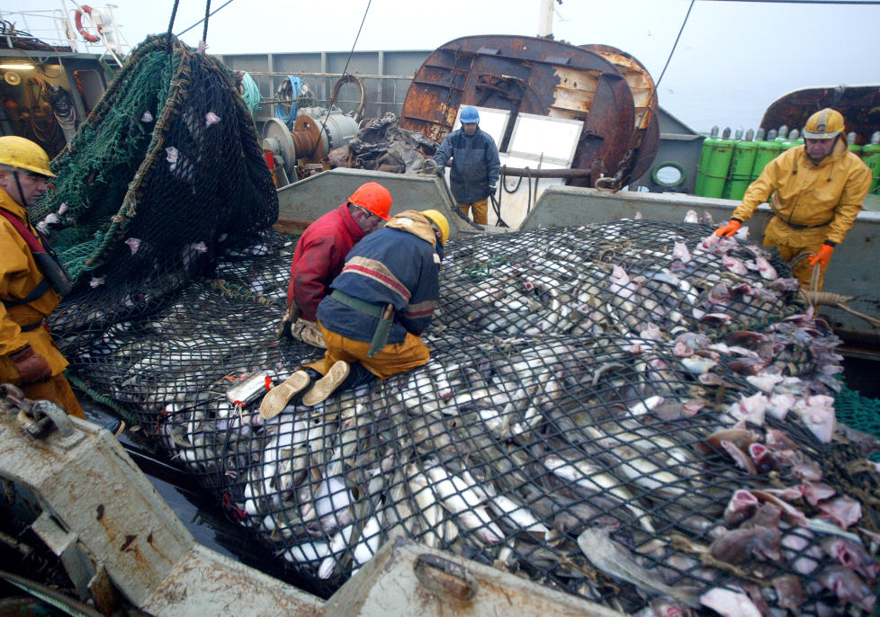 IKKE FORN�YDE: Fiskerne i EU er ikke forn�yde med kvotekuttene. Forskere og milj�vernere er heller ikke forn�yde med kuttene, som er omlag halvparten av hva de b�r v�re, for at fiskebestandene skal v�re stabile. Her er franske fiskere med en last torsk. Foto: AFP