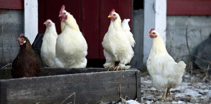 KORTREIST MAT: H�nene p� Vossabia Gjestehus p� Voss. Foto: HELGE HANSEN