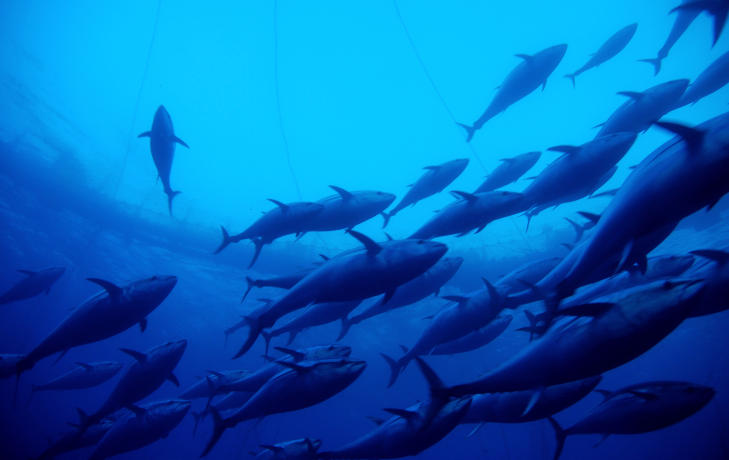 UTRYDDET: Bl�finnet tunfisk er ikke lenger � finne i norske farvann p� grunn av overfiske i EU. Tunfisken benyttes blant annet i sushi. Tunfisken er sv�rt truet i Middelhavet p� grunn av overfiske. Her transporteres omlag 250 tunfisk fra Libya til Italia. Foto: AFP
