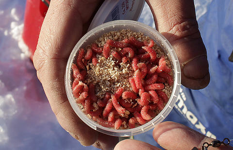 MAGGOT: Hvite og r�de fluelarver er mat for sultne r�yer. Foto: OLE C.H. THOMASSEN
