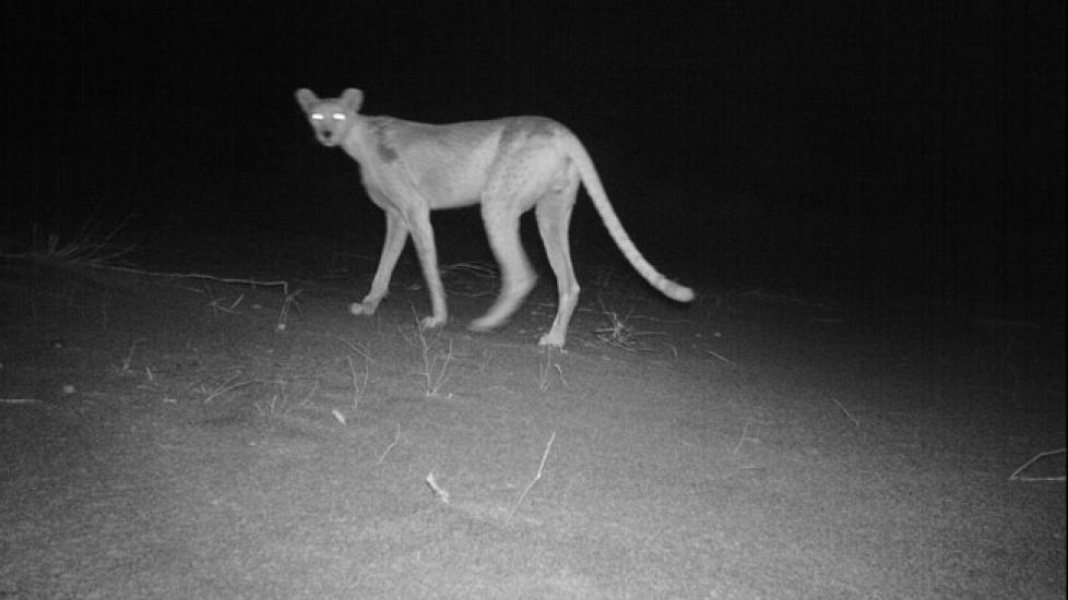 SP�KELSESGEPARDEN: Ved hjelp av en fotofelle har forskere for f�rste gang fotografert en nordafrikansk gepard i det vestafrikanske landet Niger. Det finnes trolig bare rundt 200 individer av arten i hele verden, og dette er en av sv�rt f� bilder som noensinne er tatt tatt av det sjenerte kattedyret. Foto: Sahara Conservation Fund (SCF)