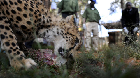OM NOM NOM: Den nordafrikanske geparden, som forskere har knipset et bilde av i Niger, skiller seg utseendemessig fra de andre gepardartene i Afrika. Dette er «Usain», oppkalt etter sprintstjernen fra Jamaica, som spiser middag i et dyresenter i Nairobi. AFP PHOTO / Tony KARUMBA OM NOM NOM: Den nordafrikanske geparden, som forskere har knipset et bilde av i Niger, skiller seg utseendemessig fra de andre gepardartene i Afrika. Dette er «Usain», oppkalt etter sprintstjernen fra Jamaica, som spiser middag i et dyresenter i Nairobi. AFP PHOTO / Tony KARUMBA