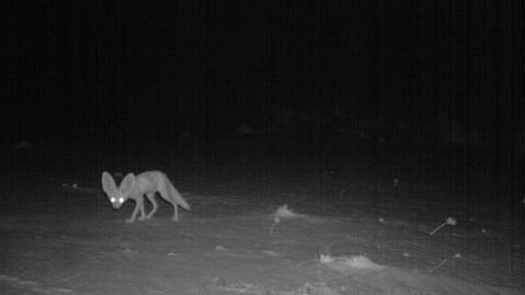 DUMBO-REV: I tillegg til den nordafrikanske geparden, knipset fotofellene utplassert av Saharan Conservation Fund blant annet en ørkenrev som kan skilte med et par imponerende ører. Foto: SCF DUMBO-REV: I tillegg til den nordafrikanske geparden, knipset fotofellene utplassert av Saharan Conservation Fund blant annet en ørkenrev som kan skilte med et par imponerende ører. Foto: SCF
