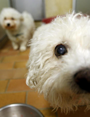 Nytt�rsaften - et hundemareritt