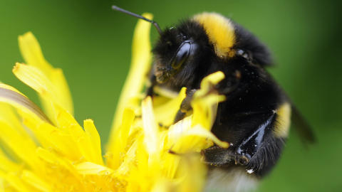 MATNYTTIGE: 30 prosent av verdens matvareproduksjon er avhengig av pollinering av bier. Den dramatiske nedgangen i forekomsten av dem, er et stort problem for matvaresikkerheten. Foto: AP MATNYTTIGE: 30 prosent av verdens matvareproduksjon er avhengig av pollinering av bier. Den dramatiske nedgangen i forekomsten av dem, er et stort problem for matvaresikkerheten. Foto: AP