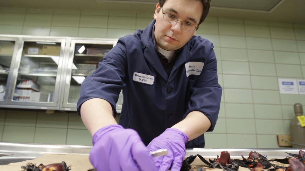 FORSKERG�TE: Veterin�rassistent Dr. Brandon Doss utf�rer tester p� de f�de fuglene som ble funnet i byen Beebe i Arkansas. Forskerne er usikre p� hva som er �rsaken til massed�dsfallene, men utelukker n� at de har blitt forgiftet. (Foto: AP Photo/Danny Johnston)