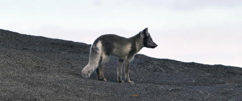 Rabies-rev angrep hunder p� Svalbard