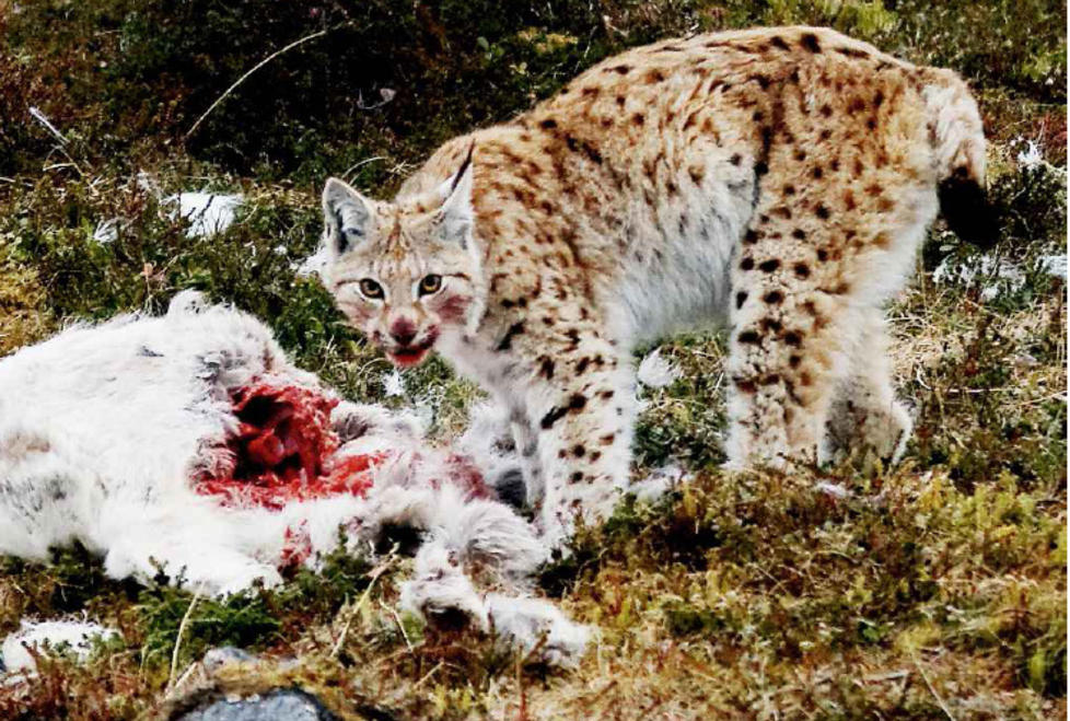 SULTEN: If�lge reineierne drepte gaupe og jerv en av fire rein i hele Norge i fjor. Foto: Ken G�ran Uglebakken
