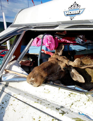 Midtdelere kan bli d�dsfelle for sm�vilt