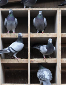 Brevduenes mysterium