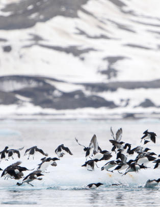 Havet i Arktis har aldri v�rt varmere