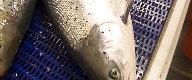 Mindre omega 3 i oppdrettslaks