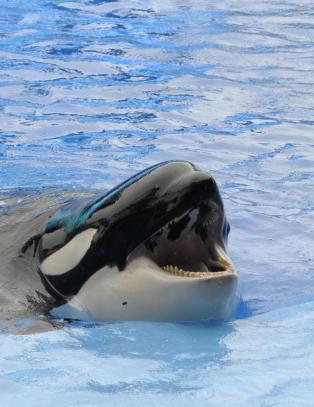 T�r ikke lenger bade med spekkhoggerne