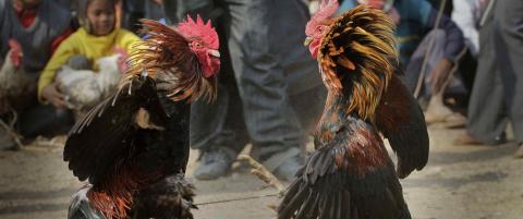 Mann drept av kamphane