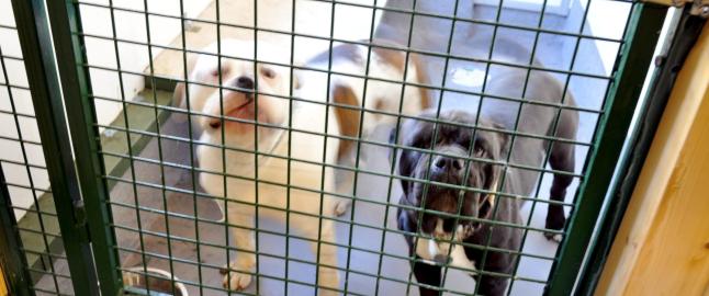Alle de 28 hundene var overlatt til seg selv i flere dager - uten mat og vann