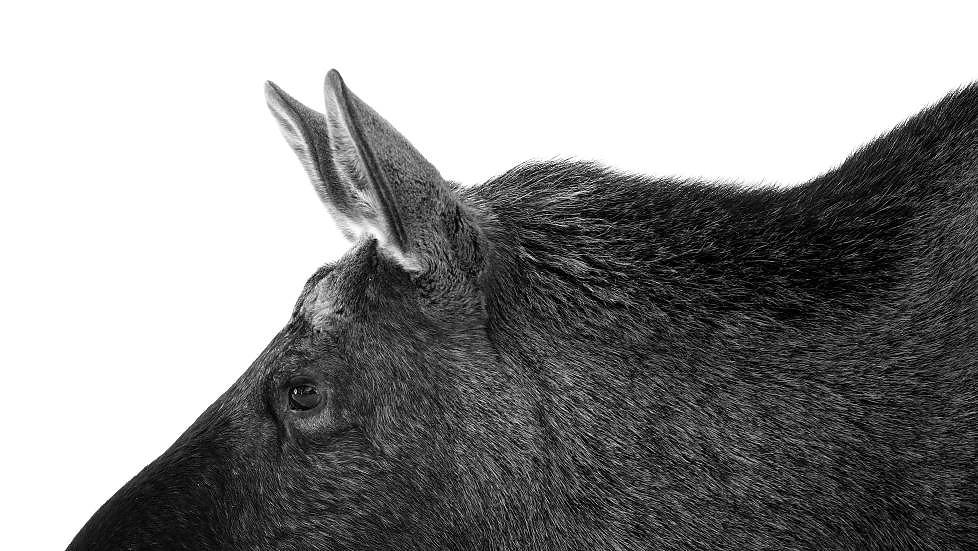 JAKTES MED BUE: N� kan det bli tillatt � jakte elg og ryoe med pil og bue. Fotograf: Tom Schandy