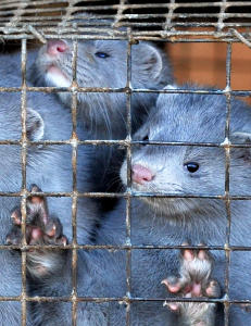 Høyeste minkpriser på 30 år
