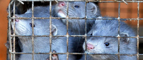 Høyeste minkpriser på 30 år