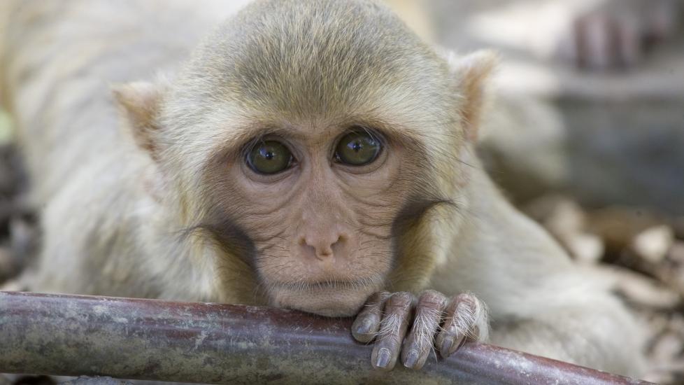 VURDERINGSEVNE:  Studien viser at macaque-apene er i stand til � vurdere sine egne prestasjoner og kunnskap. Foto: AP Photo/Brennan Linsley