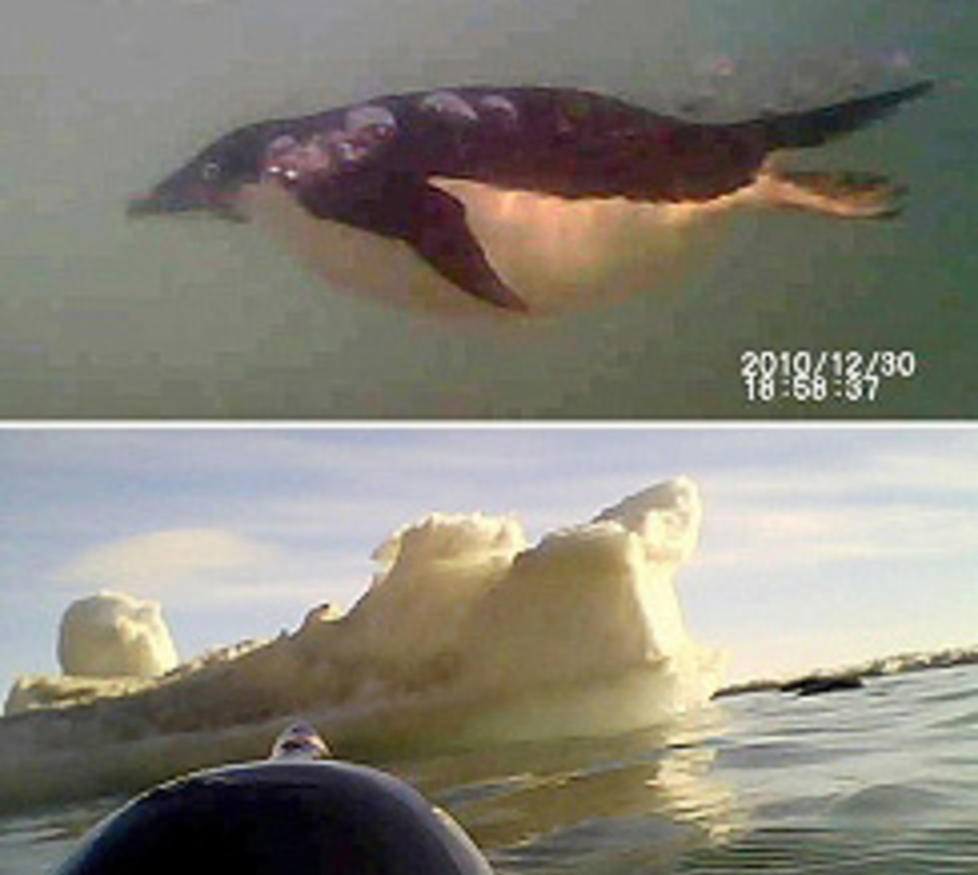 UNIKE BILDER: Pingvinen fikk festet kamera p� ryggen som startet opptak n�r det kom i kontakt med vann. Det sikret japanske forskere unike bilder av pingvinenes liv i Antarktis. Foto: REUTERS/National Institute of Polar Research, Japan/Scanpix