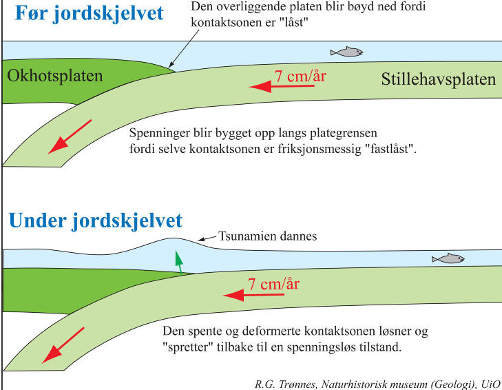  Professor Reidar Tr�nnes har utarbeidet denne grafikken som viser hvordan tsunamien ble dannet. Grafikk: Reidar G. Tr�nnes/Naturhistorisk museum, UiO