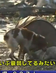 Her v�ker hunden over sin tsunami-skadde venn