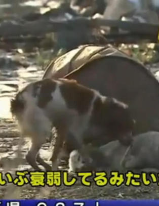 Her v�ker hunden over sin tsunami-skadde venn
