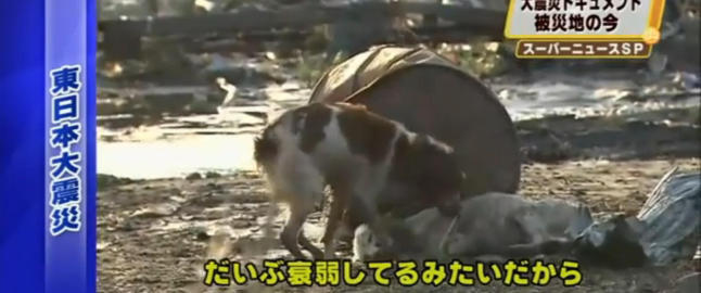 Her v�ker hunden over sin tsunami-skadde venn