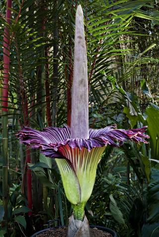 SUMATRA: Dette eksemplaret av  Amorphophallus titanum blomstret i Cairns botaniske hage Australia 26. januar i �r. Da hadde de ansatte ventet i fire �r p� at den skulle blomstre. Planten blir ogs� kalt likblomst p� grunn av lukten, og vokser villt p� Sumatra. Foto:PETER PAL/EPA/SCANPIX