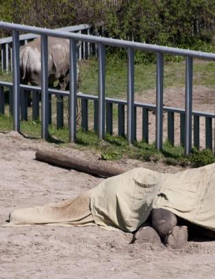 Elefanten Boy kollapset og døde i skandale-zoo
