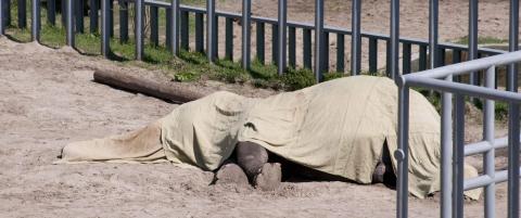 Elefanten Boy kollapset og d�de i skandale-zoo