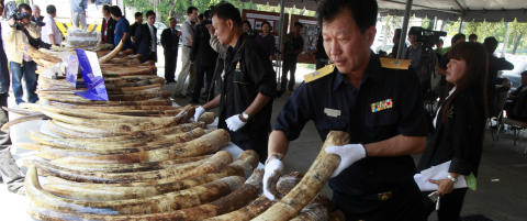 To tonn st�ttenner beslaglagt i Thailand