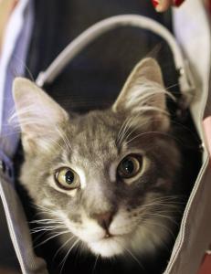 Hvem klemte fingrene da overgangsvinduet lukket?