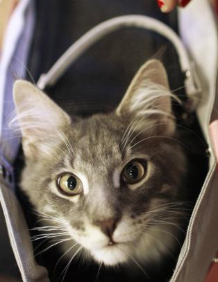 Hvem klemte fingrene da overgangsvinduet lukket?