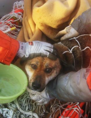 Hund reddet fra et hustak p� havet - tre uker etter tsunamien