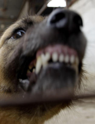 Mann bjeffet mot hund - ble siktet for dyreplaging