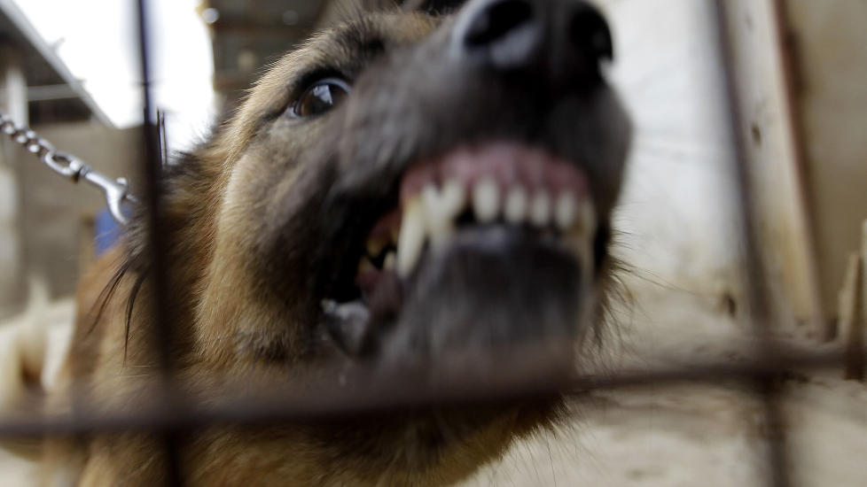 KNURRET OG BJEFFET MOT HUND: En mann fra Ohio har blitt siktet etter at han bjeffe mot en politihund, melder CBS News. Arkivfoto: AFP/SCANPIX