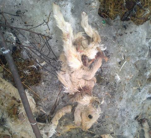 RYDDET OPP: Kadavre etter rein, to rever, 11 lam og to sauer l� str�dd p� Balsnesodden i Troms�. Foto: Privat