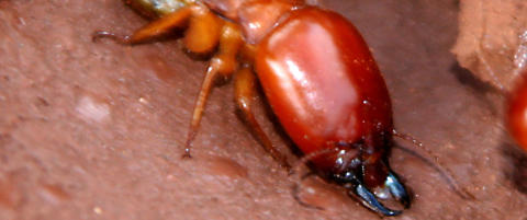 Termitter spiste opp 1,2 millioner kroner