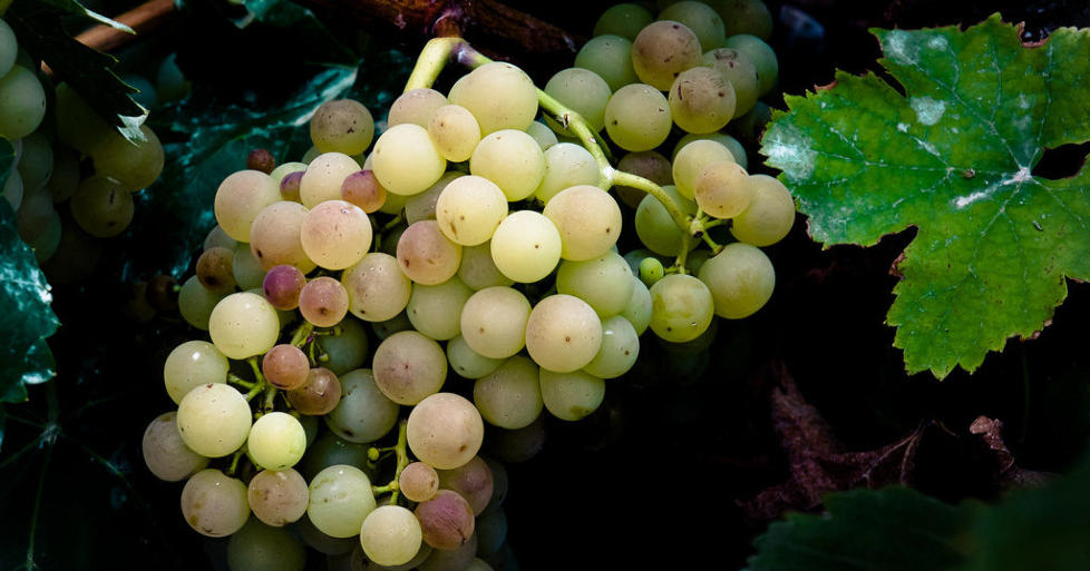 VIURA: Modne viuradruer i Rioja. Foto: BODEGAS HERMANOS PECINA