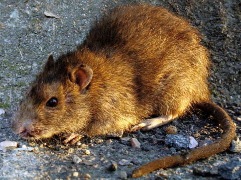 SYKDOMSB�RER: Rotter b�r ikke tas lett p� i lokaler der det serveres mat, mener Mattilsynet. Illustrasjonsfoto: Tor Erik H. Mathiesen