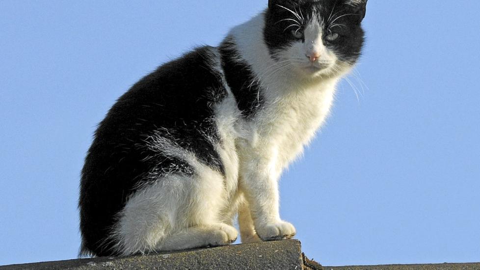 KATTEPROBLEMER: Katter som gj�r fra seg, er et problem i naboforhold. R�det fra fagfolk er � snakke med katteeieren og l�se det p� en fredelig m�te. Illustrasjonsfoto: Colourbox.com