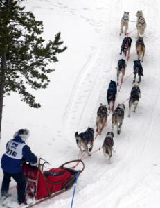 - Finnmarksl�pet lukter �skit og djevelskap�