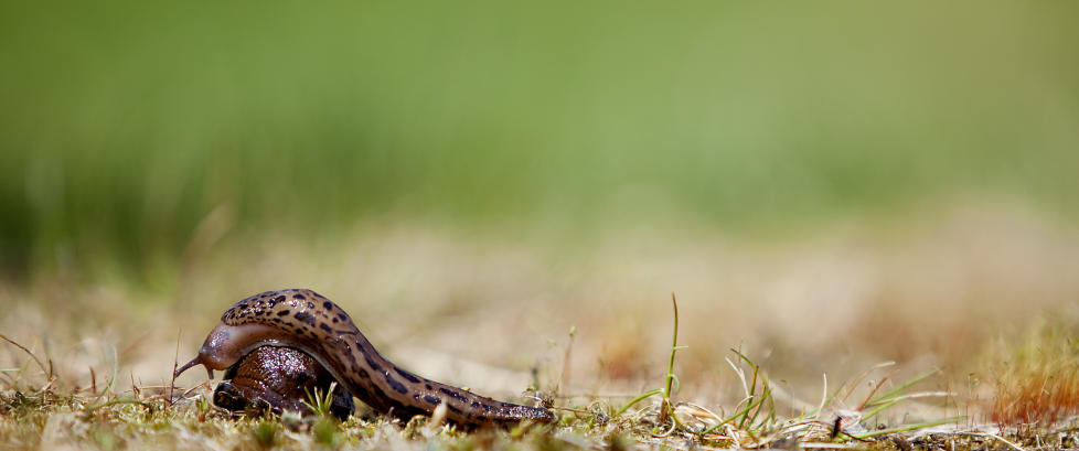 Dreper «hagemonsteret» i sneglefart