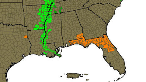 FLOMMER OVER: Det er utstedt flomvarsel langs hele Mississippi (merket i gr�nt). Grafikk: Wunderground.com