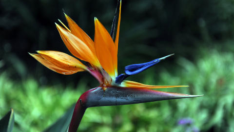 FARGEPRAKT: Det blomstrer i alle farger i Sintras frodige hager. Foto: MARIANNE OTTERDAHL-JENSEN