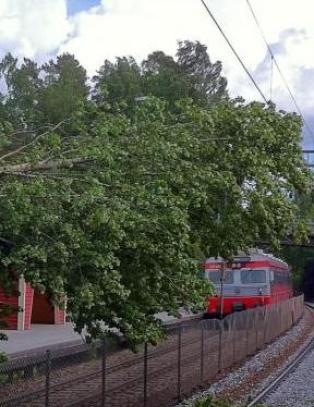 Dette treet stoppet fly, tog, nett og nødtelefon