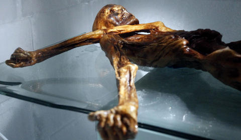 �TZI: Mumuien av �tzi ble funnet i en isbre i 1991. I �r, 20 �r etter, markeres funnet med en stor utstilling p� naturhistorisk museum i Bolzano. Foto: ANDREA SOLERO/AFP/SCANPIX
